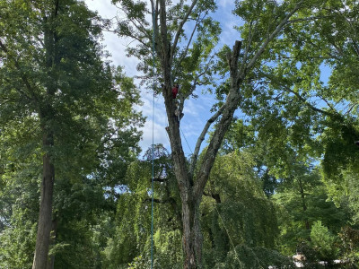 United Tree Care LLC photo 2
