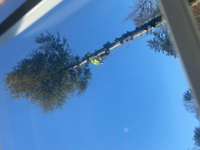 United Tree Care LLC photo 3