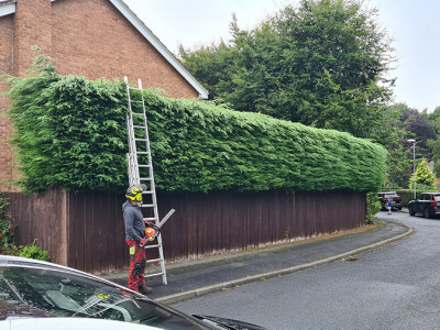 Professional Tree care surgeons in Roundhay, Alwoodley and Leeds photo 1
