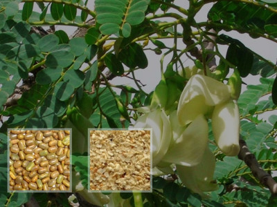 Agro gums photo 1