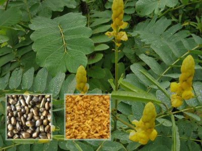 Agro gums photo 2