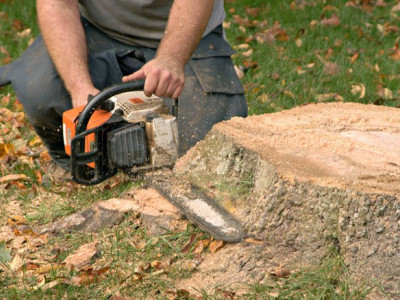 Stump Removal Malvern photo 1