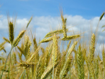 ALBERTA GRAIN HUB photo 1