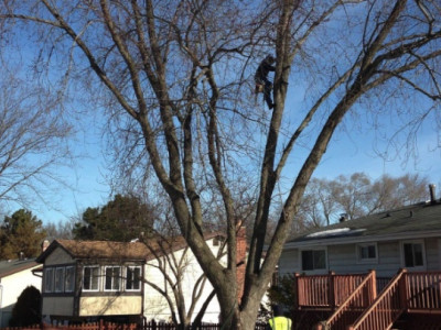 Centreville Tree Services photo 1
