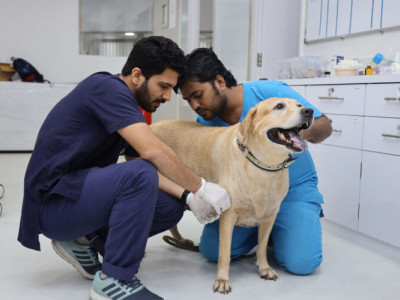 Bangalore Petcare photo 1