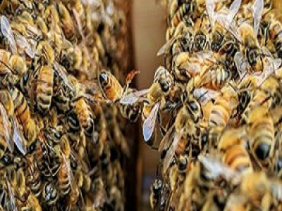 Bug Free Pest Control photo 1