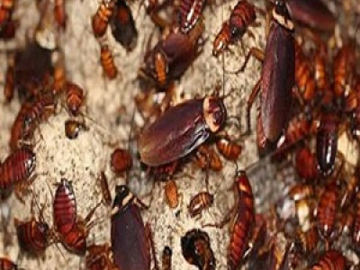 Bug Free Pest Control photo 2