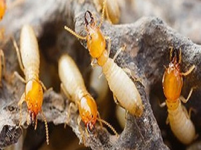 Bug Free Pest Control photo 5