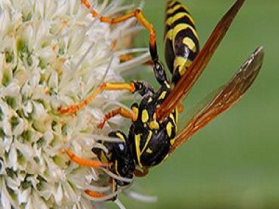 Bug Free Pest Control photo 6