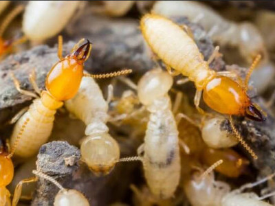Active Pest Control Management photo 3