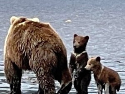 Bear Viewing in Alaska photo 1
