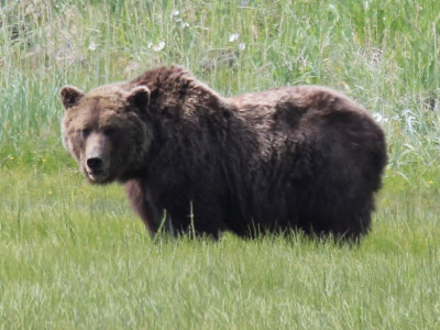 Bear Viewing in Alaska photo 2