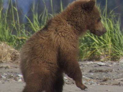Bear Viewing in Alaska photo 3
