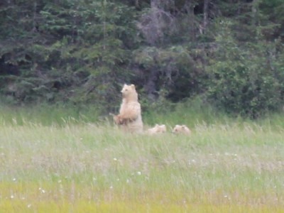Bear Viewing in Alaska photo 4