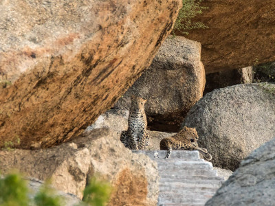 Jawai Leopard Safari photo 2