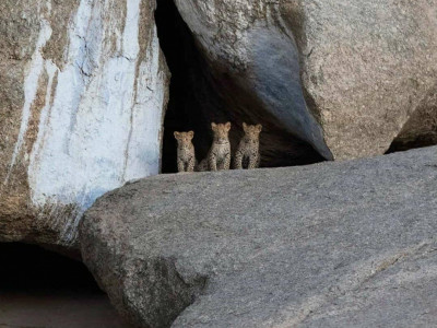Jawai Leopard Safari photo 6
