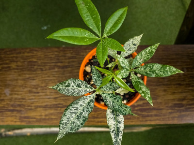 The Green Corner photo 1