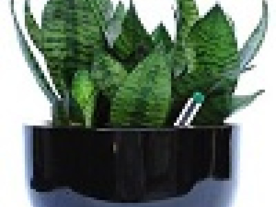Inscape Indoor Plant Hire photo 1