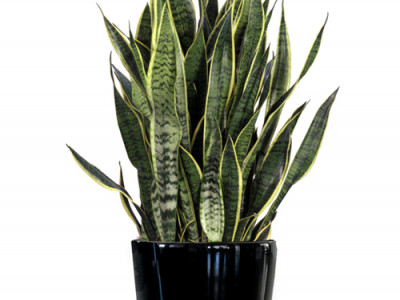 Inscape Indoor Plant Hire photo 2
