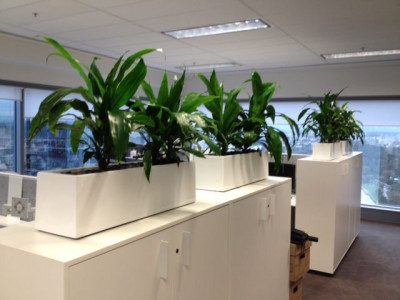 Luwasa Indoor Plant Hire photo 1