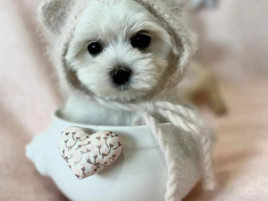 Dog Boutique Store