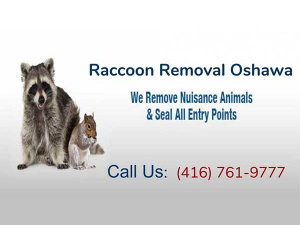 Four Seasons Wildlife Removal - Raccoon Removal Oshawa