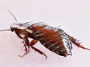 Santa Rosa Exterminators