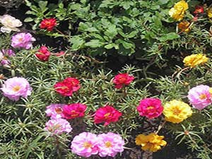 Popular Flowers for Your Garden logo